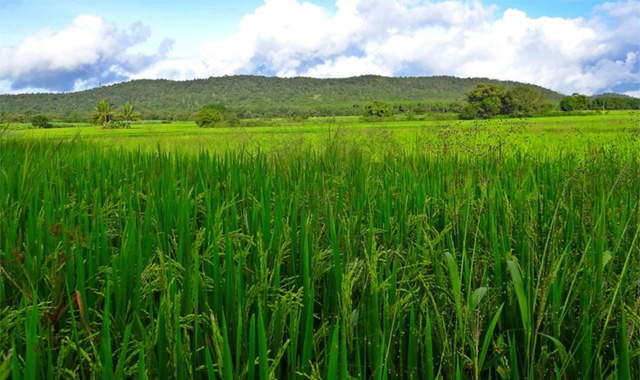 Kerala Agriculture