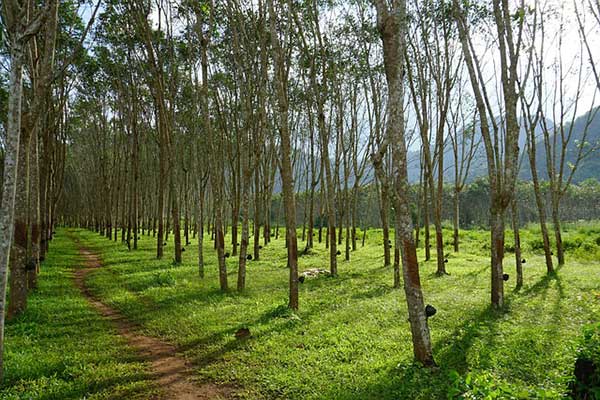 Rubber Cultivation